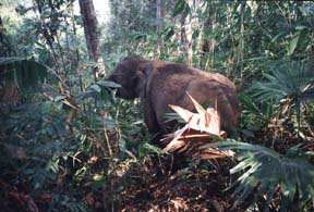 elephant dans la jungle de phuket, thailande