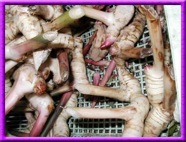 Galanga, galangal
