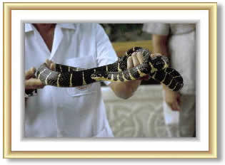 SNAKE FARMER